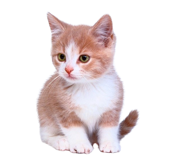 Domestic Kitten Download HQ PNG Image