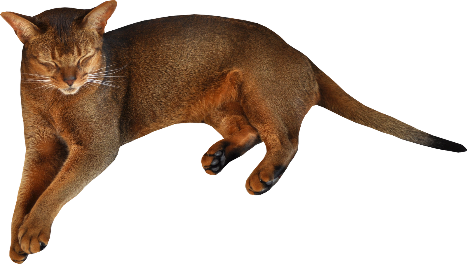 Kitten PNG Image High Quality PNG Image