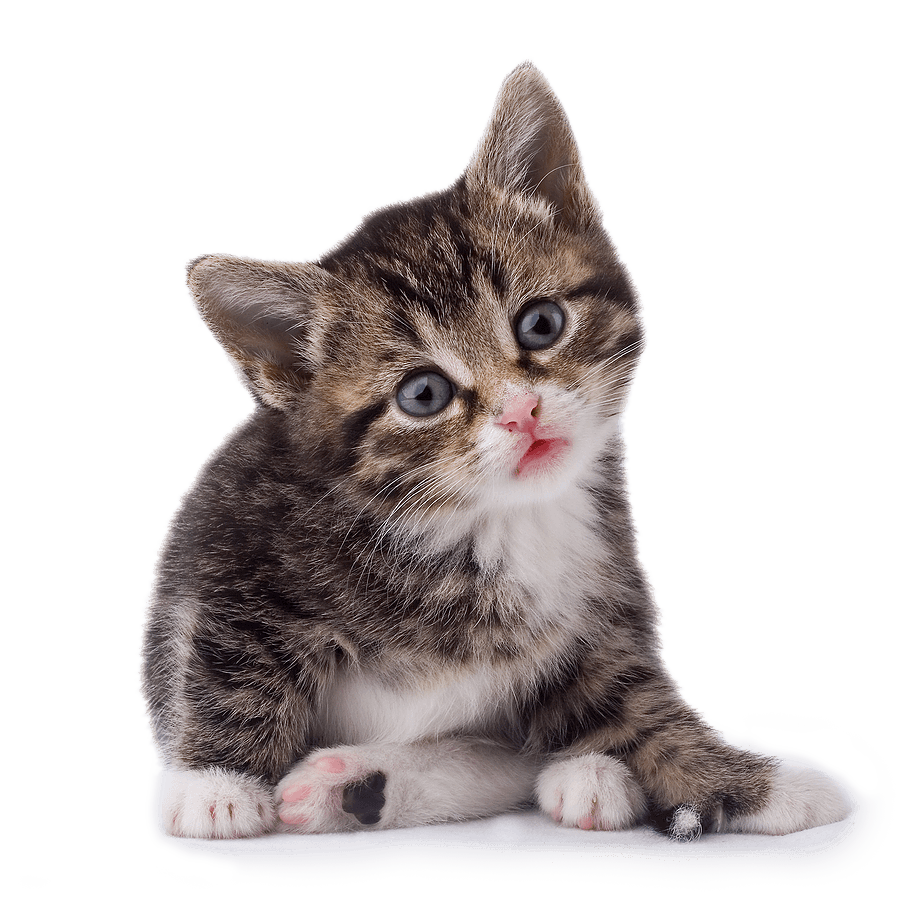 Photos Kitten PNG Image High Quality PNG Image