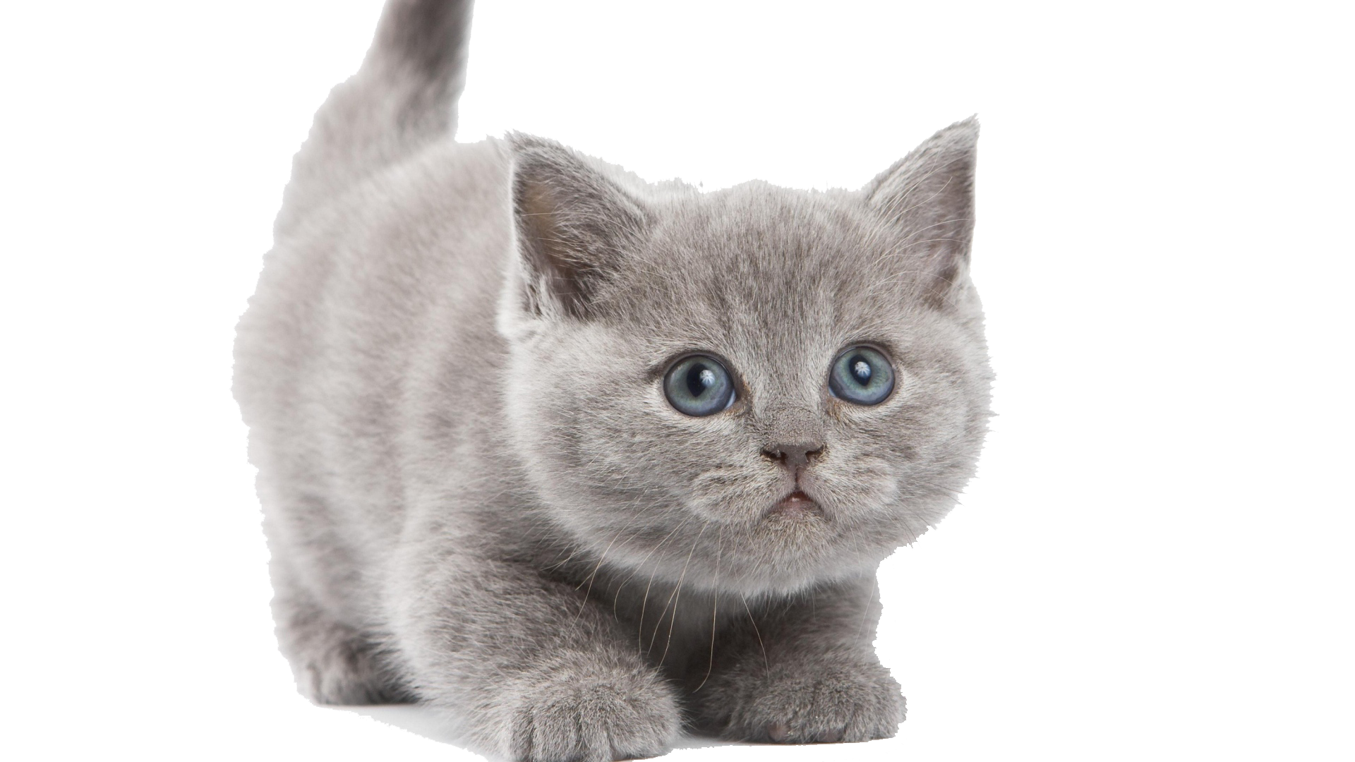 Little Kitten Free HQ Image PNG Image
