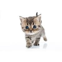 Little Kitten Free Download Image PNG