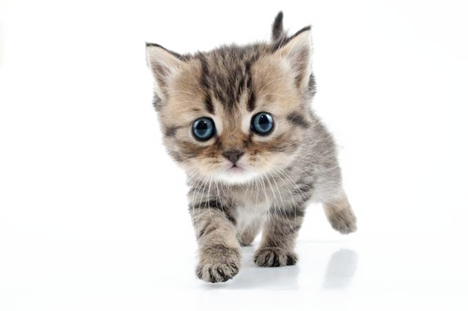 Little Kitten Free Download Image PNG Image
