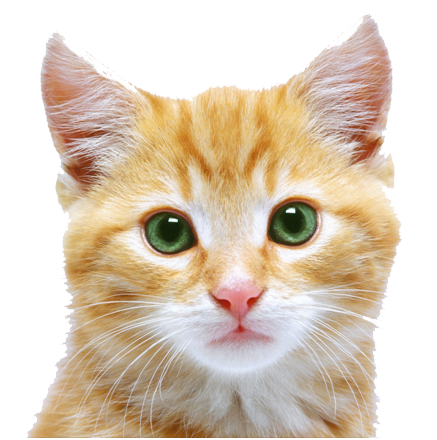 Kitten Free Download Png PNG Image