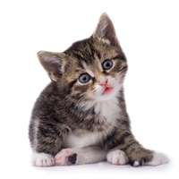 Kitten Transparent Image Transparent PNG Image
