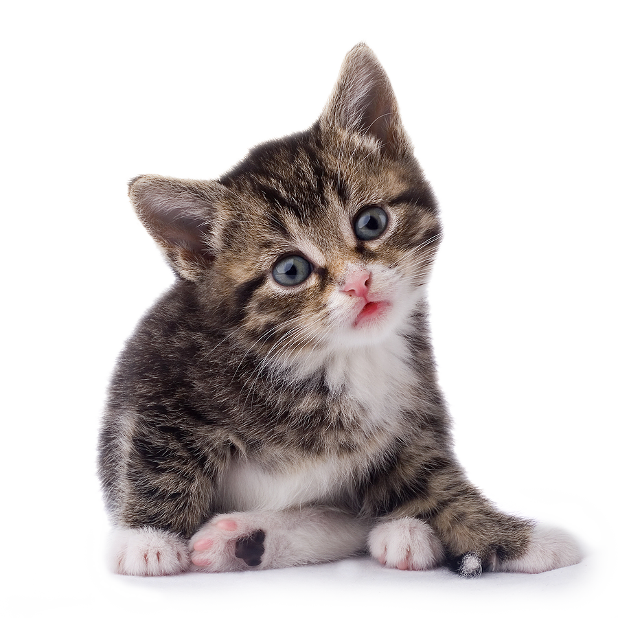Kitten Transparent Image PNG Image