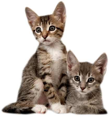 Kitten Picture PNG Image