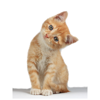 Download Kitten Free PNG  photo images and clipart FreePNGImg