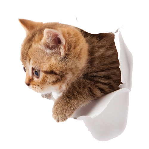 Kitten Png Picture PNG Image