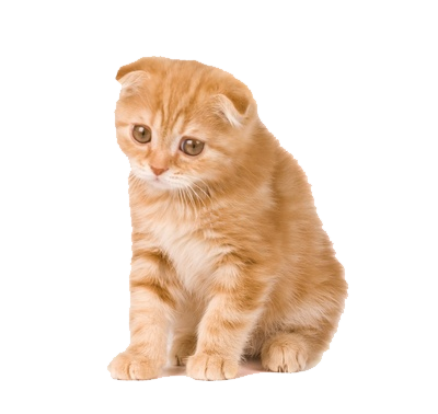 Kitten Png Clipart PNG Image