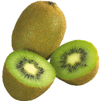 Download Kiwi Free PNG photo images and clipart | FreePNGImg