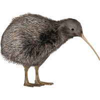 Kiwi Bird File Transparent HQ PNG Download | FreePNGImg