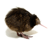 Kiwi Bird File Transparent HQ PNG Download | FreePNGImg