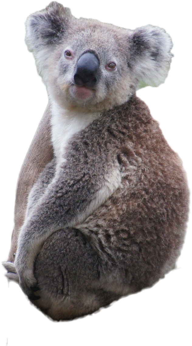 Koala PNG Free Photo PNG Image