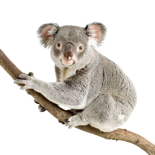 Koala Free Download PNG HQ PNG Image