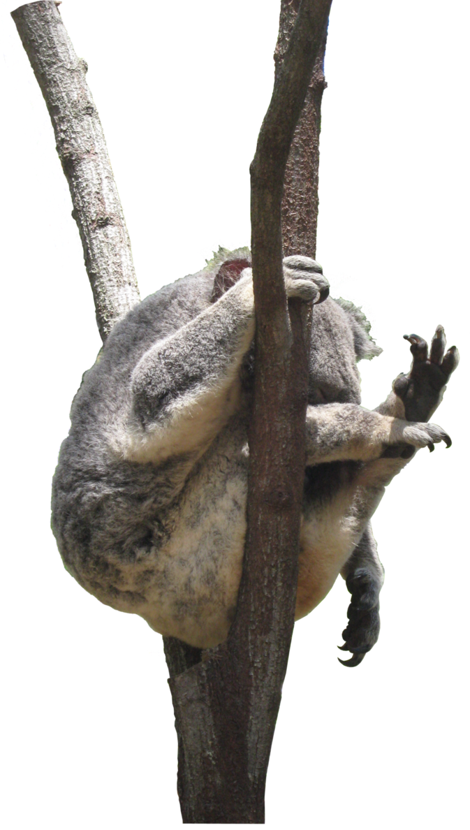 Koala Free Photo Transparent PNG Image