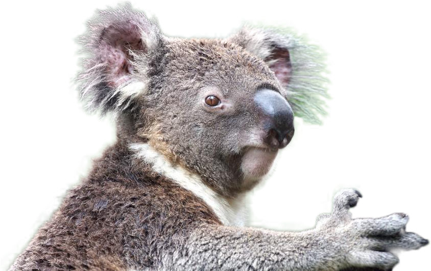 Koala Free Download PNG HD PNG Image
