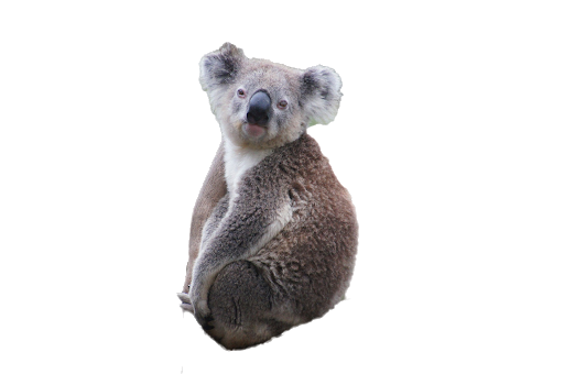 Koala Free Transparent Image HD PNG Image