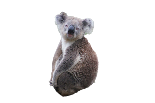 Koala Free Transparent Image HD Transparent PNG Image