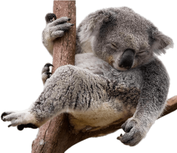 Photos Koala Free Photo PNG Image