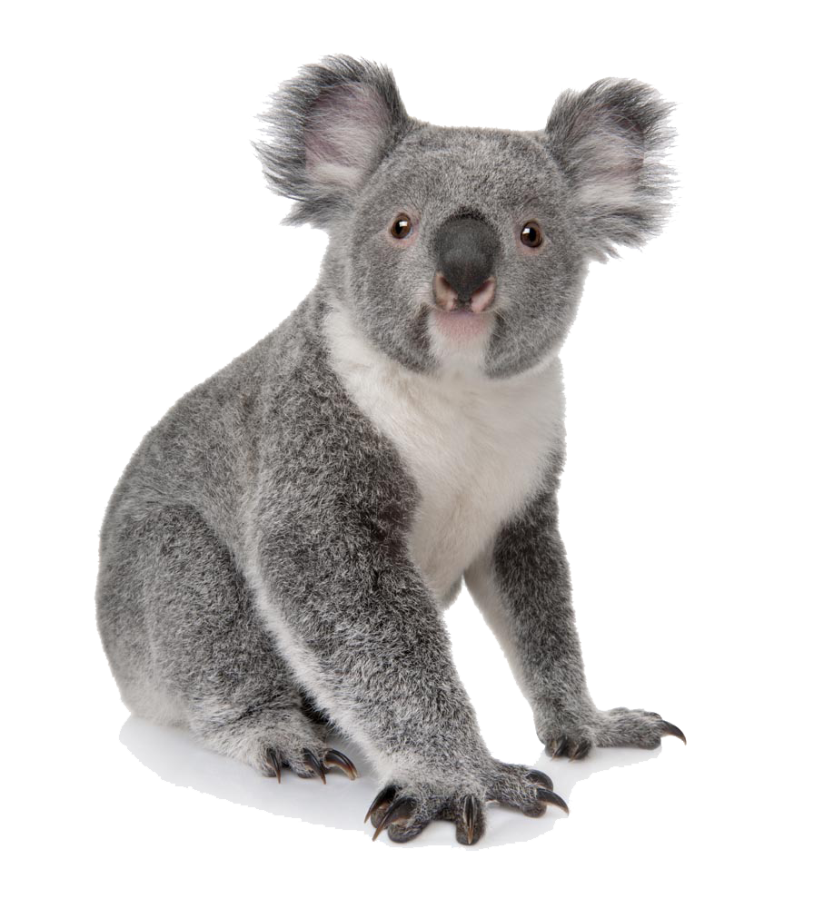 Koala Pic Free HD Image PNG Image
