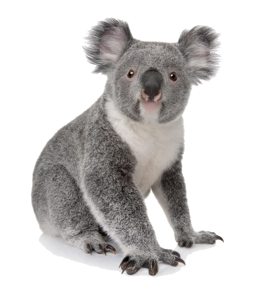 Koala Pic Free HD Image Transparent PNG Image