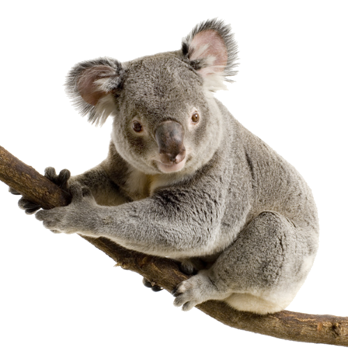 Koala PNG Image High Quality PNG Image