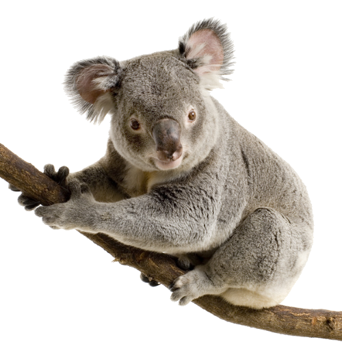 Koala PNG Image High Quality Transparent PNG Image