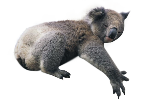 Koala Download Free Image PNG Image