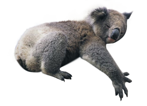 Koala Download Free Image Transparent PNG Image