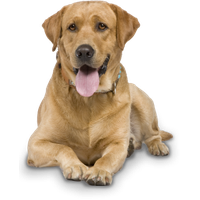 Labrador Retriever Transparent PNG Image