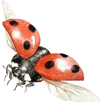 ladybug PNG image transparent image download, size: 2400x1882px