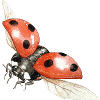 ladybug PNG image transparent image download, size: 3118x2692px