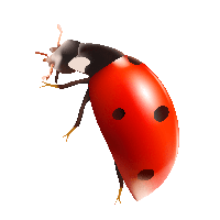 Ladybug Png, Ladybug, Bug Clipart, Graphic by Liseevna Art