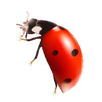 ladybug PNG image transparent image download, size: 556x549px