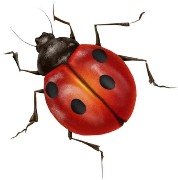 Ladybug Insect Free HD Image PNG Image