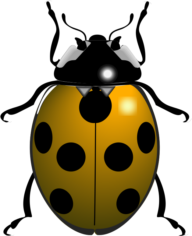 Ladybug PNGs for Free Download