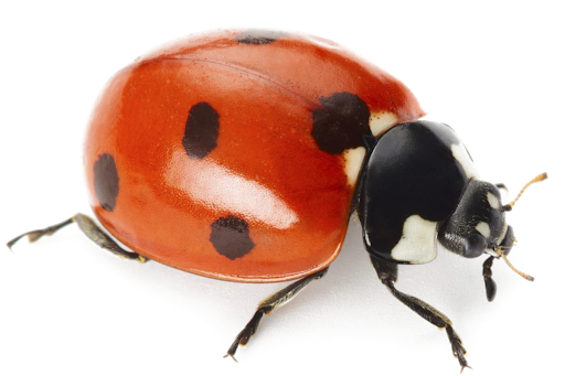 Ladybug Insect Free HD Image PNG Image