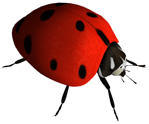Ladybug Insect Free PNG HQ PNG Image