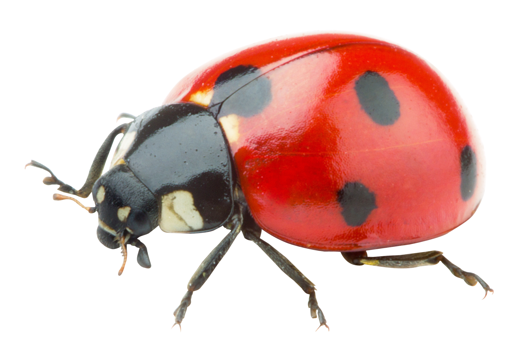 Ladybug Insect Photos Free Download PNG HD PNG Image