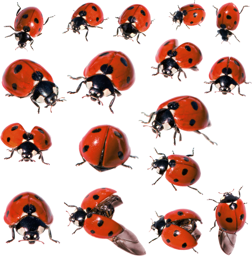 Ladybug PNG Image  Ladybug, Insects, Bugs