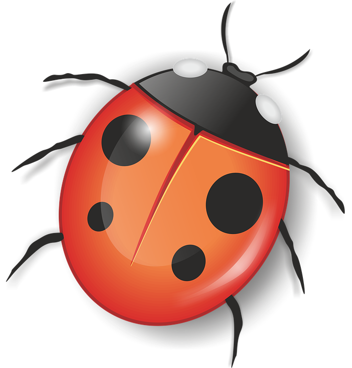 Ladybug Insect Red PNG Download Free PNG Image