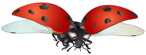 Ladybug Insect Red Free Download Image PNG Image