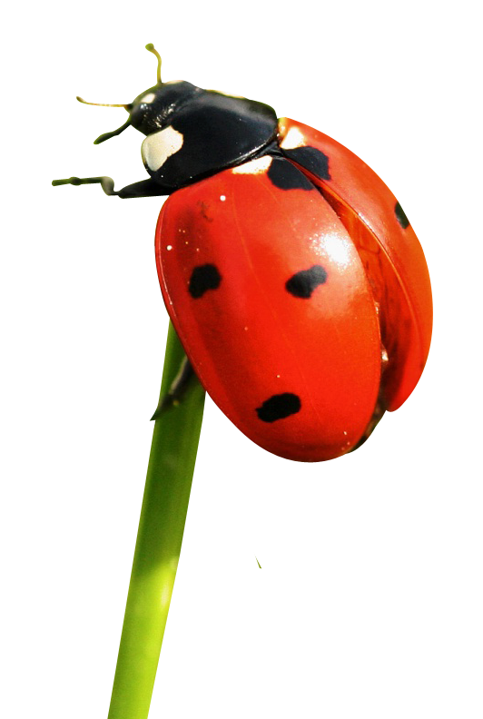 Ladybug Insect Pic Red Free Transparent Image HD PNG Image