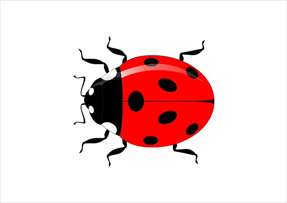 Ladybug Insect Vector PNG Image High Quality PNG Image