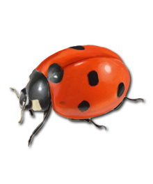 Ladybug Png PNG Image
