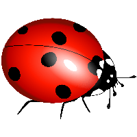 ladybug PNG image transparent image download, size: 556x549px