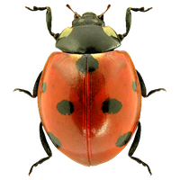 Ladybird png download - 850*707 - Free Transparent Insect png