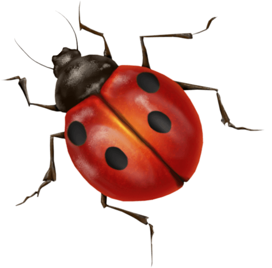 Ladybug Png Image PNG Image