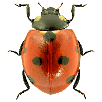 Ladybug or Ladybird 19617310 PNG