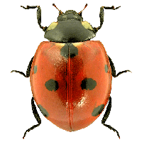 ladybug PNG image transparent image download, size: 3118x2692px